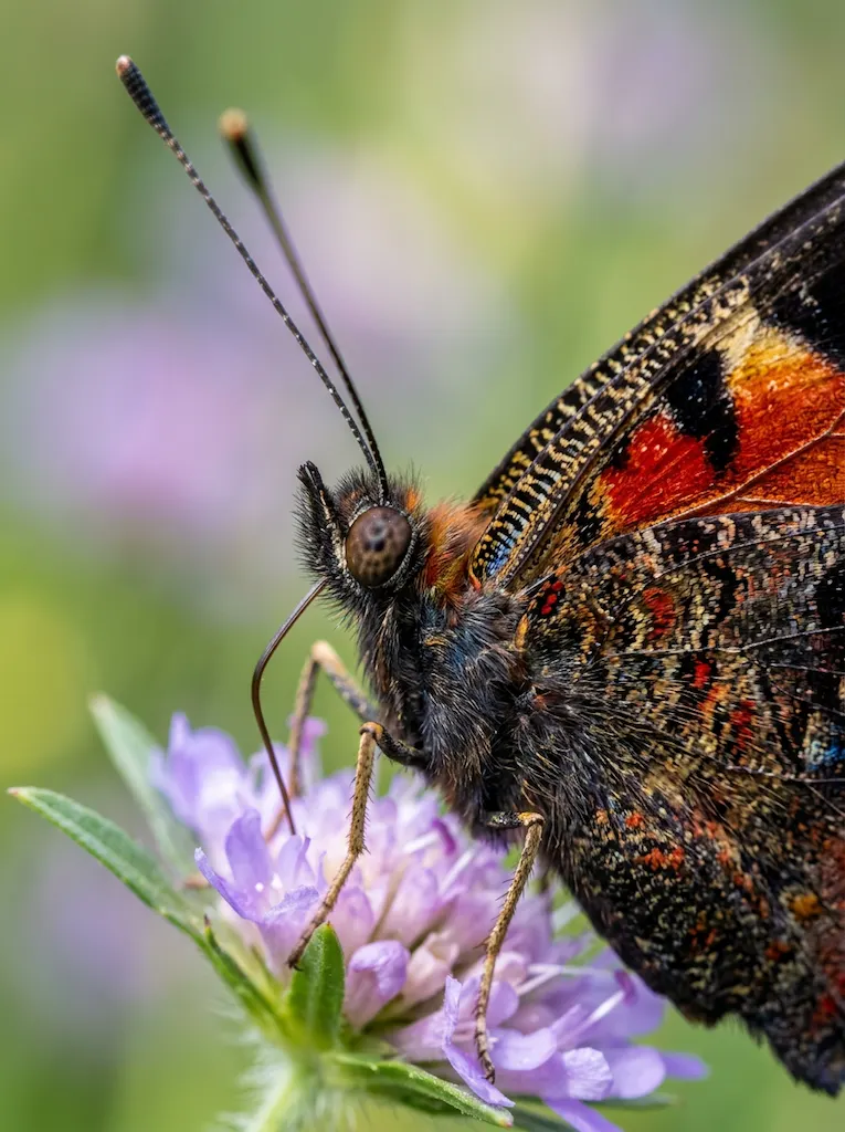 AI generated image: make macro zoom to a butterfly