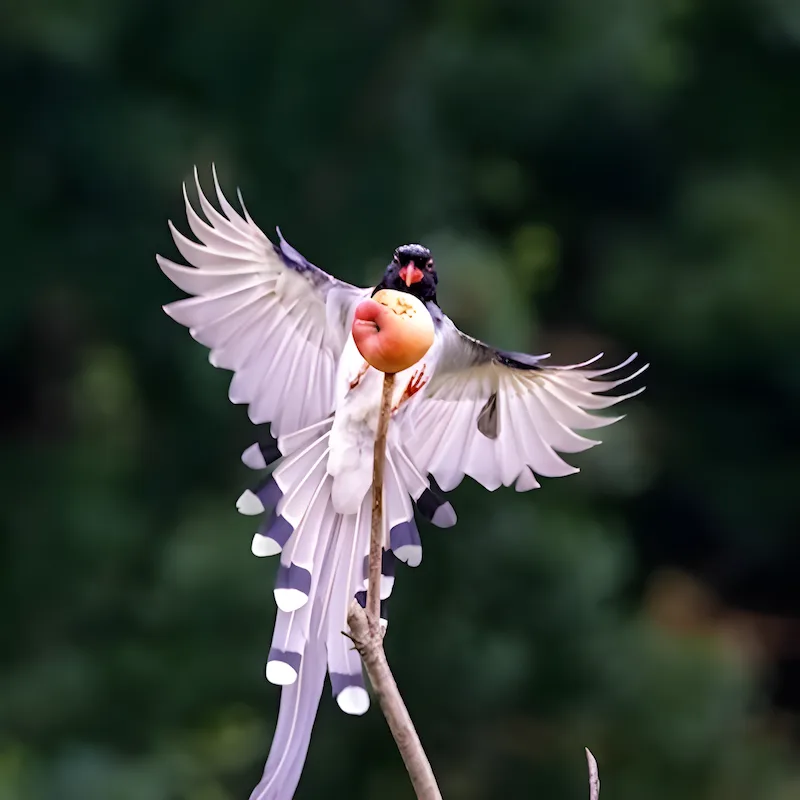 For Photographers after enhancement