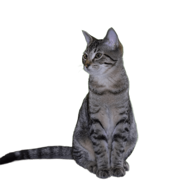 background removal after example 4