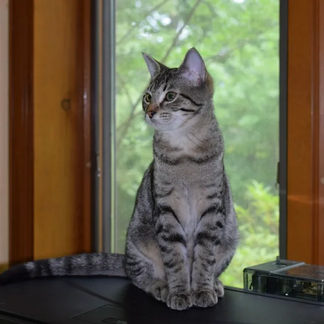 background removal before example 4