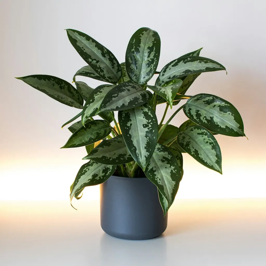 Original portrait before ink wash sketch conversion